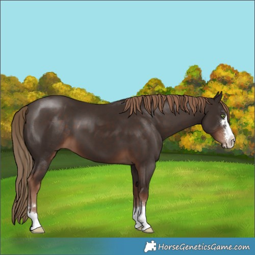 Horse Color:Liver Chestnut 