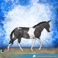 Horse Color:Platinum Buckskin Tobiano Rabicano