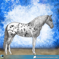 Horse Color:White Spotted Black Tobiano Appaloosa Rabicano 