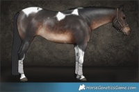 Horse Color:Brown Tobiano Rabicano 
