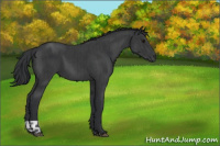 Horse Color:Black  and Black 