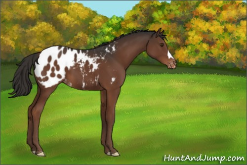 Horse Color:Liver Chestnut Appaloosa