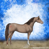 Horse Color:Classic Champagne 