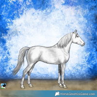 Horse Color:Gray Black Sabino
