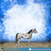 Horse Color:Blue Onyx Sabino Appaloosa Rabicano 