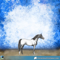 Horse Color:Black Sabino Near Fewspot Rabicano 