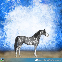 Horse Color:Black Sabino Rabicano 