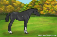 Horse Color:Black  and Black Tobiano 
