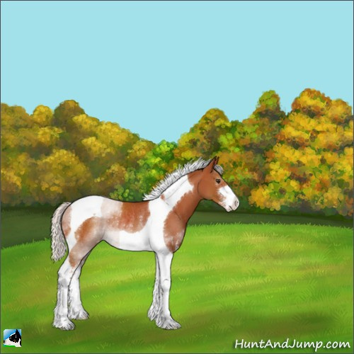 Horse Color:Silver Bay Sabino Tobiano Rabicano 