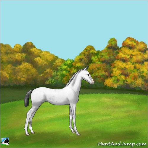 Horse Color:Black Sabino Appaloosa Rabicano 