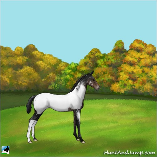 Horse Color:Brown Ice Appaloosa Rabicano 