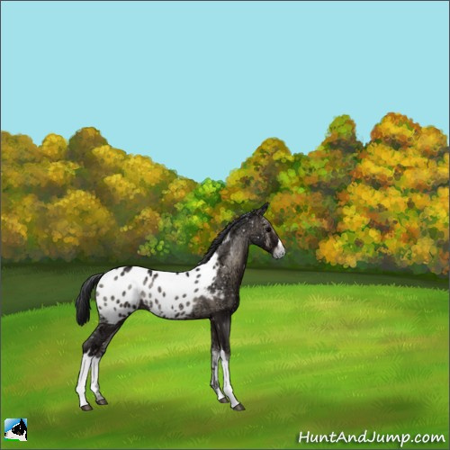 Horse Color:Blue Onyx Ice Appaloosa Rabicano 