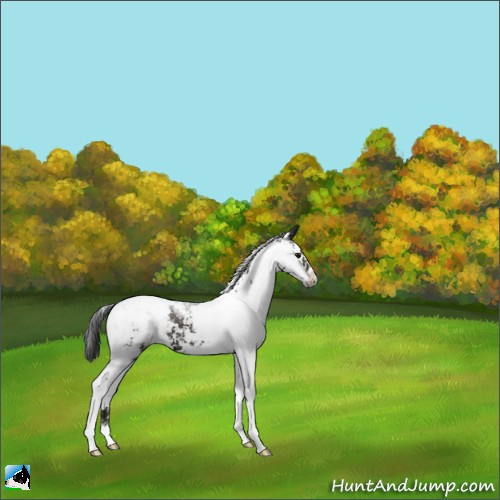 Horse Color:Grullo Ice Sabino Appaloosa 