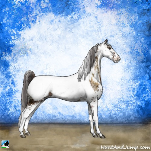 Horse Color:Buckskin Ice Onyx Sabino Appaloosa Rabicano 