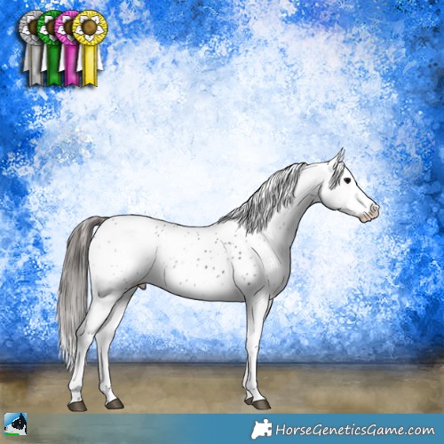 Horse Color:Black Ice Sabino Appaloosa 