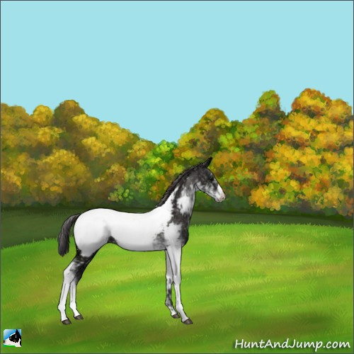 Horse Color:Smoky Black Ice Sabino Appaloosa Rabicano 