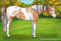 Horse Color:Bay Splash Tobiano Appaloosa  and Silver Bay Splash Tobiano Appaloosa 