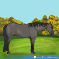 Horse Color:Grullo Rabicano