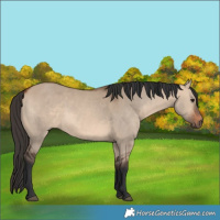 Horse Color:Bay Dun 