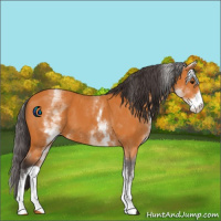 Horse Color:White Spotted Buckskin 