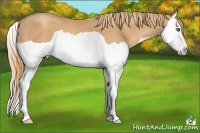 Horse Color:Gold Champagne Splash 