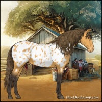 Horse Color:Buckskin Appaloosa 