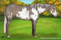 Horse Color:White Spotted Silver Grullo Splash Frame 