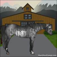 Horse Color:Black  and Gray Black 