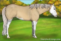 Horse Color:Silver Bay Dun Splash