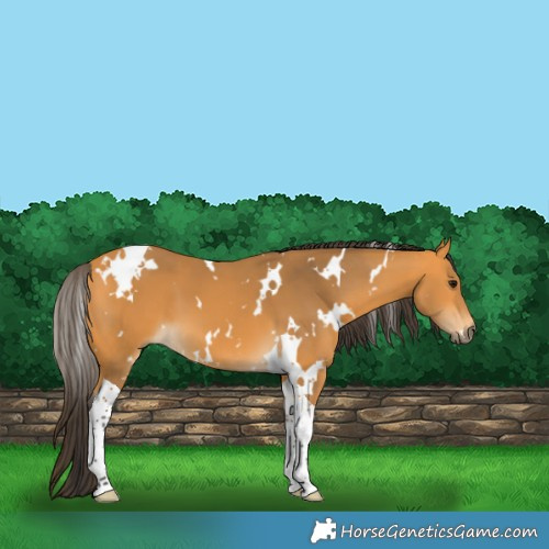 Horse Color:White Spotted Buckskin Tobiano 