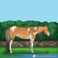 Horse Color:White Spotted Buckskin Tobiano 
