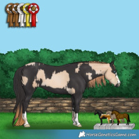 Horse Color:Smoky Black Pearl  and Smoky Black 