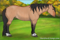 Horse Color:Bay Dun and Bay Dun Rabicano