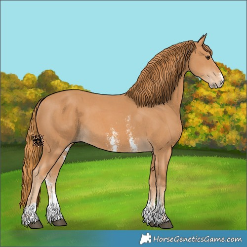 Horse Color:Chestnut Sabino 