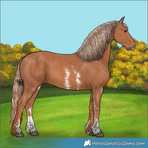 Horse Color:Chestnut Sabino 