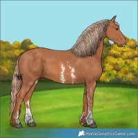 Horse Color:Chestnut Sabino