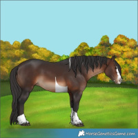 Horse Color:Brown Splash Tobiano Rabicano 