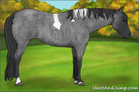 Horse Color:Blue Roan Tobiano 