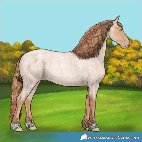 Horse Color:Gold Champagne Roan 