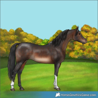 Horse Color:Brown Tobiano Rabicano