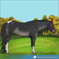 Horse Color:Black Tobiano Rabicano 