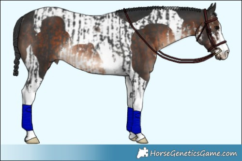 Horse Color:White Spotted Black Rabicano  and Brown Tobiano Rabicano 