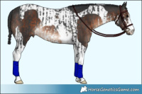 Horse Color:White Spotted Black Rabicano and Brown Tobiano Rabicano