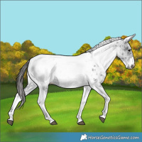 Horse Color:White Spotted Black Splash Tobiano Frame Appaloosa 