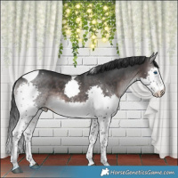 Horse Color:Platinum Brown Splash Tobiano Rabicano 
