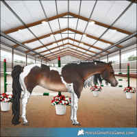 Horse Color:Brown Tobiano Rabicano 