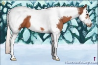 Horse Color:Silver Bay Splash Tobiano Frame