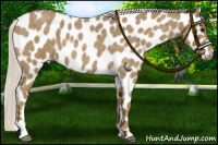 Horse Color:Silver Smoky Blue Roan Appaloosa 