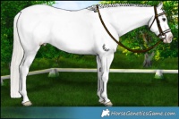 Horse Color:Silver Smoky Blue Roan Appaloosa 
