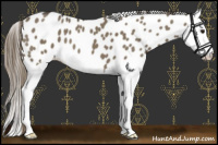 Horse Color:Smoky Grullo Splash Appaloosa 